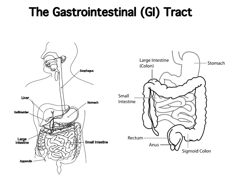 Diagram showing the Gastrointestinal (GI) Tract and key parts.